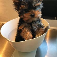 Gorgeous Teacup Yorkie Puppies To Good Home