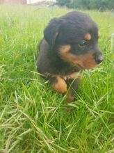 Healthy Male and female Rottweiler puppies for Adoption