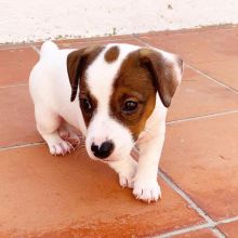 Jack Russell Terrier Puppies Available