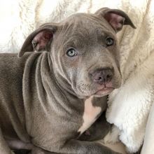 male and female pit bull puppies