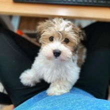 MARVELOUS CKC HAVANESE PUPPIES FOR RE-HOMING