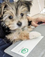 Morkie puppies for adoption