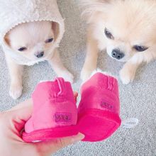 Precious Chihuahua puppies