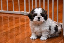 Purebred Shih Tzu Puppies for Adoption