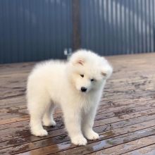 Snow white Samoyed Puppies available