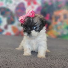 Socialized Shihpoo puppies available.