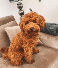 Toy Poodle Male and Female Puppies For Adoption