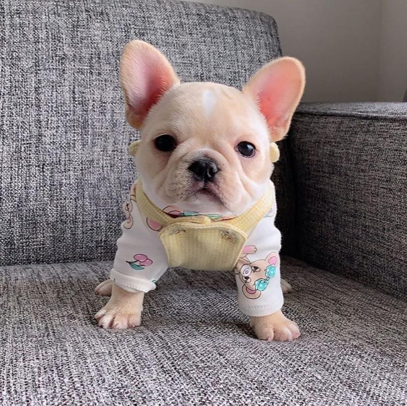 Attractive male and female French bulldog puppies Image eClassifieds4u