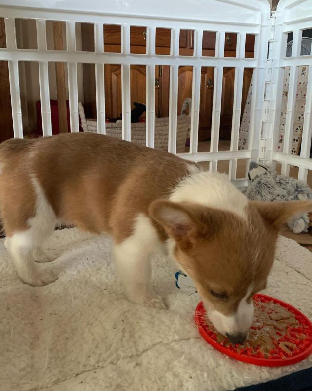 C.K.C MALE AND FEMALE PEMBROKE WELSH CORGI PUPPIES AVAILABLE Image eClassifieds4u
