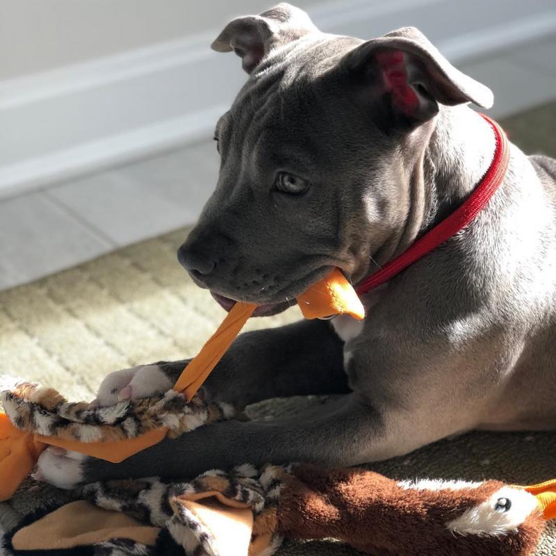 Fantastic Ckc Blue Nose American Pit Bull Terrier Puppies Available Image eClassifieds4u