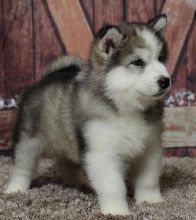 Alaskan malamute Puppies Male and female For Adoption Image eClassifieds4U