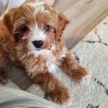 Beautiful Cavapoo Puppies! READY NOW! Image eClassifieds4U