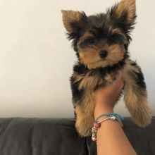 Small Yorkie Puppies For loving homes Image eClassifieds4U