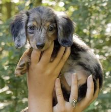 Smooth coat Dachshund Puppies available Image eClassifieds4U