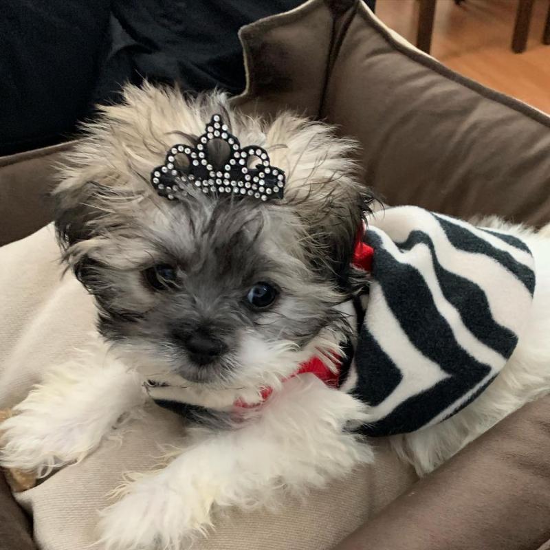 Outstanding Shihpoo Puppies Image eClassifieds4u