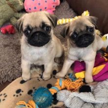 Pug Puppies For Adoption Image eClassifieds4u