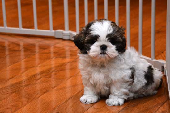 Purebred Shih Tzu Puppies for Adoption Image eClassifieds4u