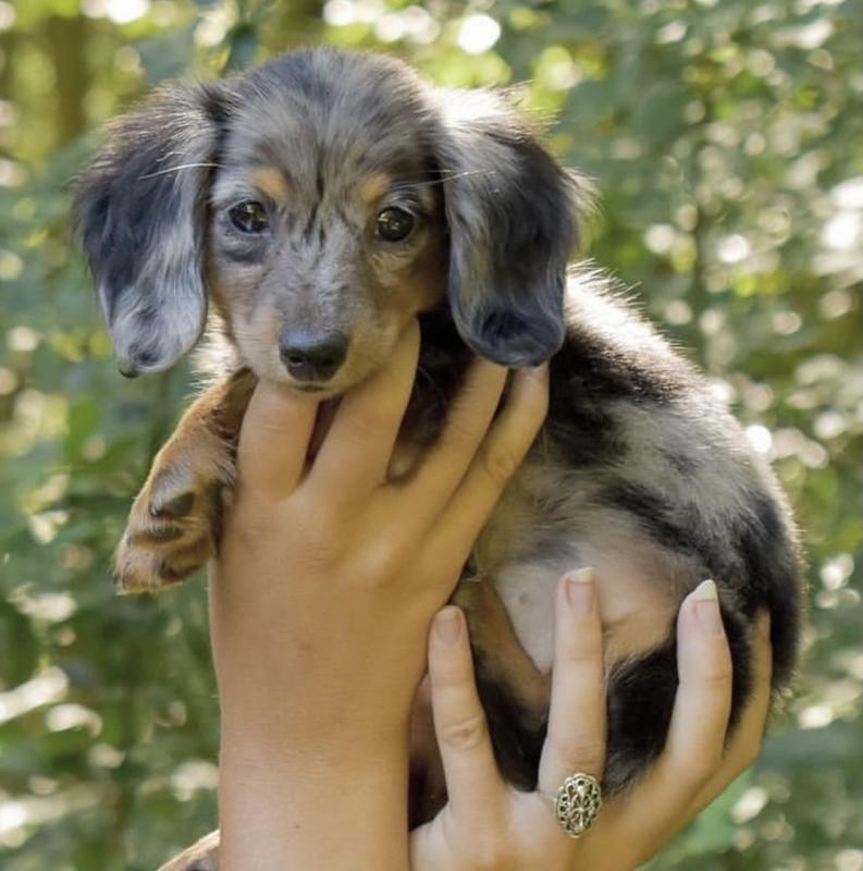 Smooth coat Dachshund Puppies available Image eClassifieds4u