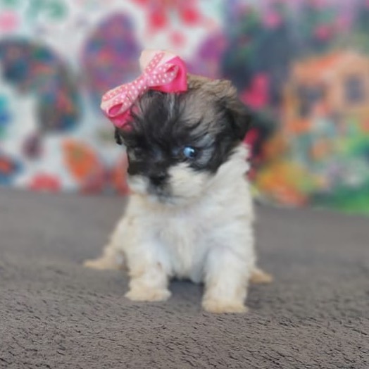 Socialized Shihpoo puppies available. Image eClassifieds4u