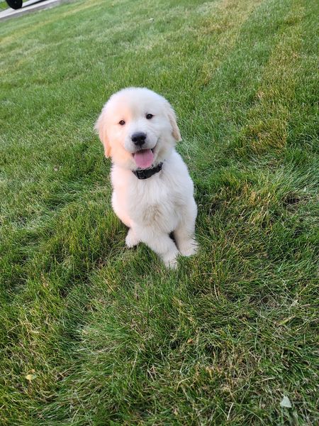Stunning male and female Golden Retriever puppies for adoption email us at sherlyvicky68@gmail.com Image eClassifieds4u