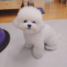 Affectionate Bichon Frise Puppies For Adoption