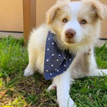 C.K.C MALE AND FEMALE BORDER COLLIE PUPPIES AVAILABLE