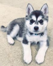 cute male and female siberian husky puppies for adoption.