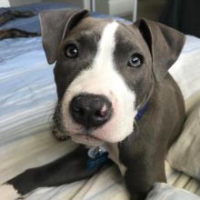 HEALTHY C.K.C BLUE NOSE AMERICAN PITBULL TERRIER PUPPIES