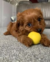 Healthy Male and Female Cavapoo Puppies Available For Adoption