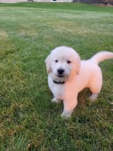 Stunning male and female Golden Retriever puppies for adoption email us at sherlyvicky68@gmail.com