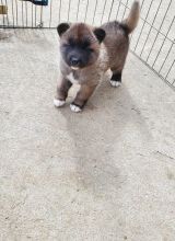 Adorable Akita Puppies For Adoption