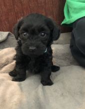 Adorable Labradoodle Puppies For Adoption