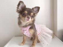 Amazing chihuahua puppies for adoption