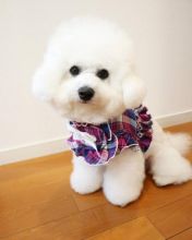 Beautiful bichon frise puppies for adoption