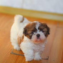 Adorable lovely Male and Female Shih Tzu Puppies for adoption