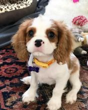 C.K.C MALE AND FEMALE CAVALIER KING CHARLES SPANIEL PUPPIES AVAILABLE