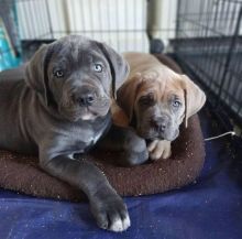 Male and female cane corso puppies Availble