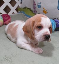 pretty beagle for free adoption