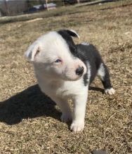 Registered Ckc Male Female Border Collie Puppies