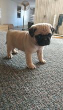 Registered Pedigree Pug Puppies Available