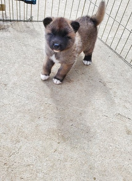 Adorable Akita Puppies For Adoption Image eClassifieds4u