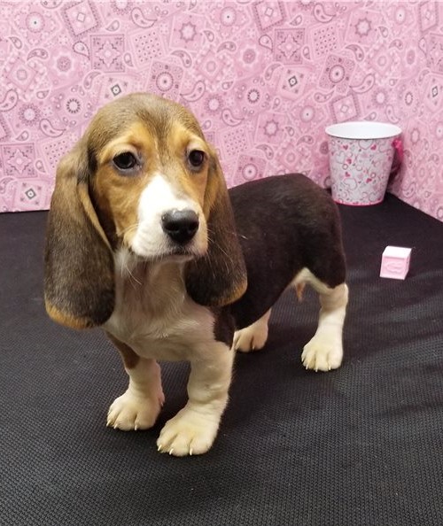 Affectionate Basset Hound Puppies For Adoption Image eClassifieds4u