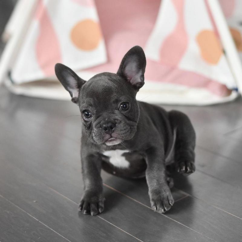 Awesome Bichon frise puppies given freely for adoption Image eClassifieds4u