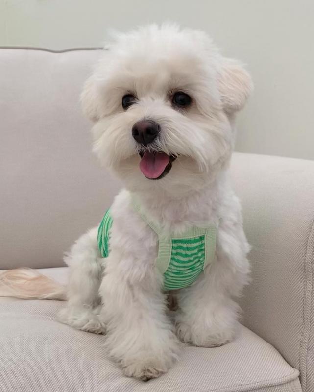 Beautiful maltese for free adoption Image eClassifieds4u