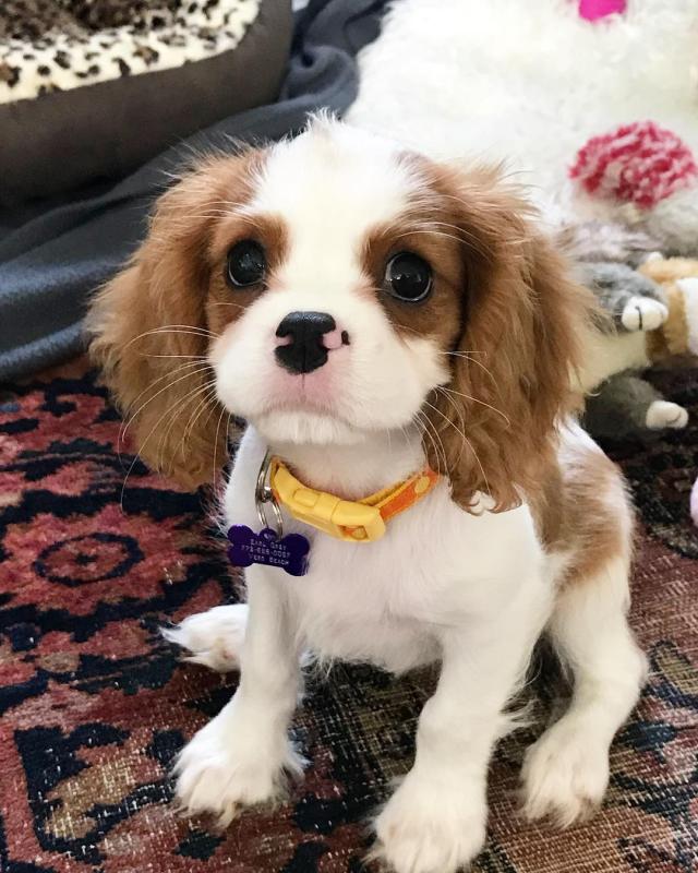 C.K.C MALE AND FEMALE CAVALIER KING CHARLES SPANIEL PUPPIES AVAILABLE Image eClassifieds4u