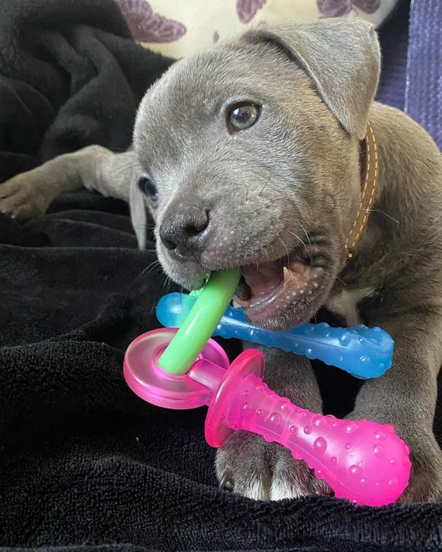 cute and adorable American blue nose pit-bull for adoption Image eClassifieds4u