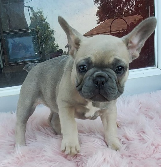 Gorgeous Full Pedigree French Bulldog Pups for Adoption Image eClassifieds4u