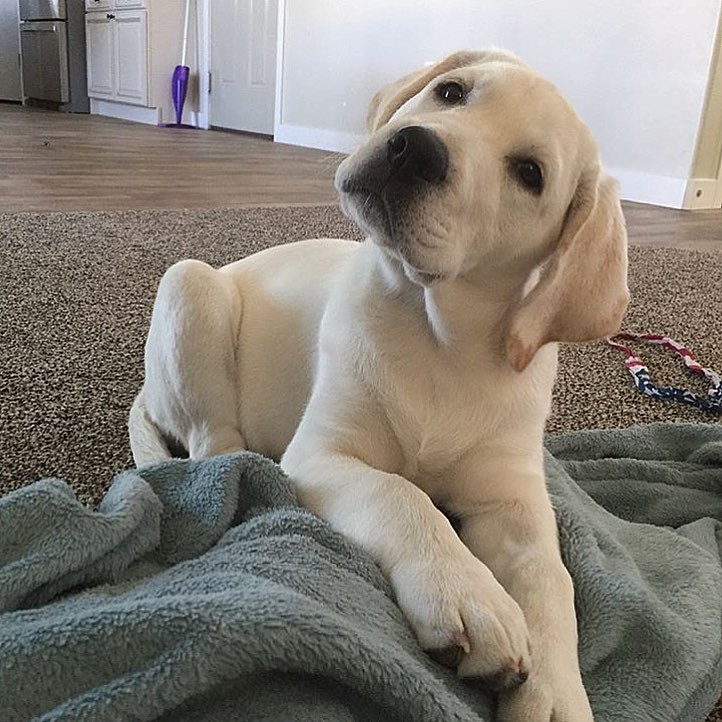 Healthy Labrador Retriever Puppies Available Image eClassifieds4u