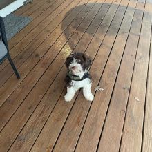 adorable personality Portuguese water dog Image eClassifieds4U