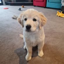 Stunning male and female Golden Retriever puppies for adoption email us at sherlyvicky68@gmail.com Image eClassifieds4U